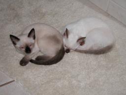 kittens - 071307 14